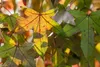 Liquidambar styraciflua, Amberbaum, 100–125 cm Produktbild-Vorschau 8
