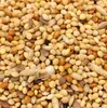 Prestige Wellensittiche - 1 kg Produktbild-Vorschau 5