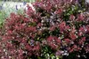 Berberis thunbergii 'Atropurpurea Nana', Blutberberitze, Produktbild-Vorschau 6