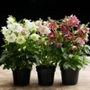 GreenboutiQ - Gartenpflanze - Lentenrose - Helleborus Produktbild-Vorschau 6