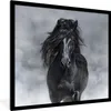 MuchoWow® MuchoWow® Gerahmtes Poster Pferd - Schwarz - Produktbild-Vorschau 1