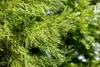Sequoiadendron giganteum, Bergmammutbaum, 50–60 cm Produktbild-Vorschau 14