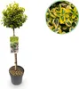 Euonymus fortunei Emerald n Gold - Roślina stojąca - Podgląd zdjęcia produktu 1