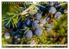 Lüneburger Heide: Die Nordheide (Wandkalender 2027 DIN A4 Produktbild-Vorschau 5