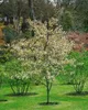 Amelanchier laevis, Kupfer-Felsenbirne, 100–125 cm, weiß Produktbild-Vorschau 3