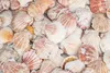 Pecten vexillum, 0,5 kg, ca. 4-6 cm, ca. 60–70 Stk. | Produktbild-Vorschau 2