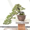 GROW2GO Bonsai Starter Kit inkl. GRATIS eBook - Produktbild-Vorschau 4