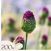 Allium Czosnek - 200 szt - 'Sphaerocephalon' - Cebulki Podgląd zdjęcia produktu 1