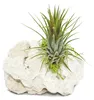 Tillandsia na zanzibar rock - s - 1 rostlina Náhľad obrázku produktu 4
