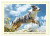 Australian Shepherd. Wanderfreude auf Pfoten im Bergsommer Produktbild-Vorschau 6