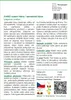 SAFLAX - Králičí ocasní tráva / sametová tráva - Lagurus Náhled obrázku produktu 3