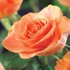 Róza pnaca Rosa Orange Climber, pomaranczowe kwiaty, 2 Podgląd zdjęcia produktu 1