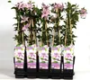 Clematis Hagley Hybrid 60-80 cm roślina pnąca Podgląd zdjęcia produktu 1