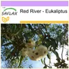 SAFLAX - Red River - Eukaliptus - 200 Nasiona - Eucalyptus Podgląd zdjęcia produktu 10