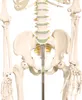 Anatomie Modell Skelett mit Knochen Körper Skeleton Produktbild-Vorschau 3