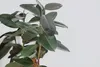 Bloomique - Lot de 2 - Ficus Elastica Robusta - Caoutchouc Voir les images du produit 3