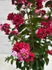Hochstamm Chinesische Kräuselmyrte Dynamite - Lagerstroemia Produktbild-Vorschau 3
