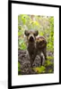 MuchoWow® MuchoWow® Gerahmtes Poster Wildschwein - Wald - Produktbild-Vorschau 1