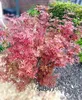 Roter Fächerahorn Acer Palmatum Shaina 60 - 80 cm Ahorn Produktbild-Vorschau 2