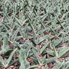 Kaktus-Kobra – Opuntia reticulata "Cobra" – ein Produktbild-Vorschau 2