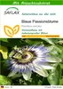 SAFLAX - Blaue Passionsblume - Passiflora caerulea - 25 Produktbild-Vorschau 1
