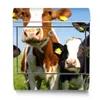 A mailbox with a cow design. Podgląd zdjęcia produktu