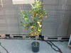 Kumquat con frutto 130-160 cm Fortunella margarita Citrus Anteprima dell’immagine prodotto 4