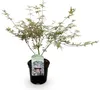 GreenboutiQ - Balkonpflanze - Japanischer Ahorn - Acer Produktbild-Vorschau 2