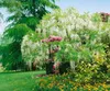 Wisteria floribunda, glicynia japońska, 60-100 cm Podgląd zdjęcia produktu 11