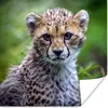 MuchoWow® Poster Porträt eines Geparden 100x100 cm - Produktbild-Vorschau 2