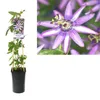 A collage showing a potted Passiflora plant and a close-up of its flower. Voir les images du produit