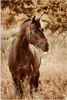 MuchoWow® Poster Pferd - Sonne - Porträt - Natur - Braun Produktbild-Vorschau 1