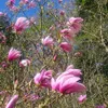 Magnolia Betty 2L Podgląd zdjęcia produktu 13