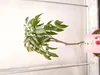 Litchi chinensis 70-100 cm Litschi Lychee Kwai May Pink Produktbild-Vorschau 1