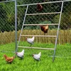 Chickens are interacting with a wooden ladder-like structure in a grassy backyard. Náhled obrázku produktu