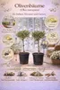 Olivenbaum Stämmchen 50–60 cm 2er Set – Olea Europaea, Produktbild-Vorschau 2