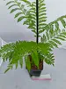 Set mit 4 Jacaranda mimosifolia – Rosenholzbaum – Höhe Produktbild-Vorschau 3