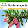 SAFLAX - Nordmann jedľa - Abies nordmanniana - 20 Semená - Náhľad obrázku produktu 4