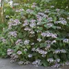 2 x  Samthortensie  - Hydrangea aspera 'Hot Chocolate'®  | Produktbild-Vorschau 2