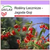 SAFLAX - Jagoda Goji - 200 Nasiona - Lycium chinensis Podgląd zdjęcia produktu 10