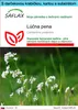 SAFLAX Darčeková sada - lúčna pena - Cardamine pratensis - Náhľad obrázku produktu 1