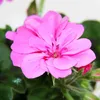 Geranien hängend - Pelargonium peltatum - 12cm Topf - Set Produktbild-Vorschau 3