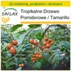 SAFLAX - Zestaw do uprawy - Tamarillo - 50 Nasiona - Z mini Podgląd zdjęcia produktu 10