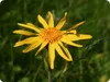 A close-up of a yellow flower with a green background. Produktbild-Vorschau