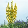 Verbascum olympicum, Königskerze, silbergrau, ca. 9x9 cm Produktbild-Vorschau 4