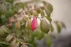 Euonymus alatus 'Compactus', Flügel-Spindelstrauch, 60–80 Produktbild-Vorschau 5