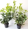 10 Kirschlorbeer Pflanzen, Prunus laur. Rotundifolia, Höhe: Produktbild-Vorschau 1