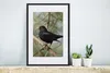 MuchoWow® Gerahmtes Poster Vogel - Amsel - Zweige - Tiere Produktbild-Vorschau 4