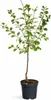 Pflaume ‘Königin Viktoria’ 100–120 cm selbstbestäubend Produktbild-Vorschau 4