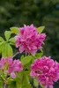 Rhododendron canadense, Lavendelrosa, 50–60 cm Produktbild-Vorschau 3